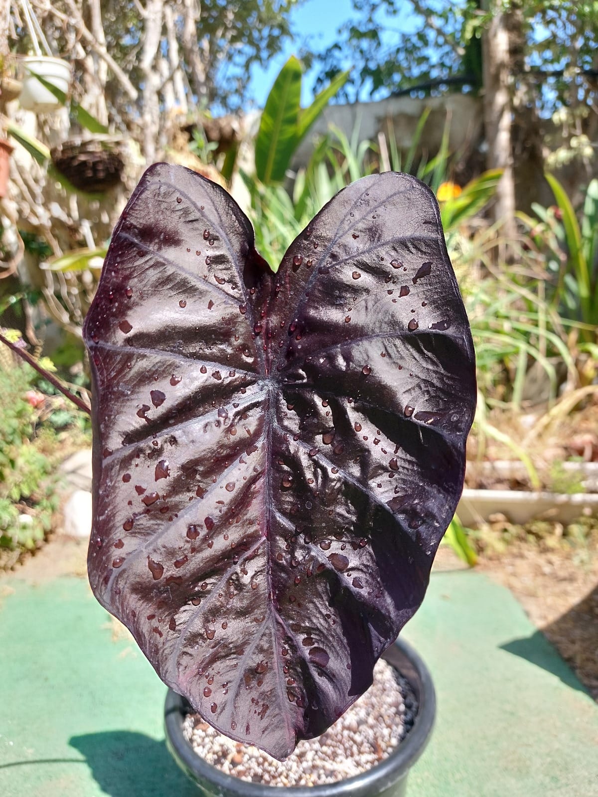Colocasia Black Ripple